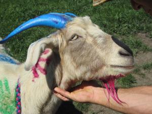 Gaura Hari our goat